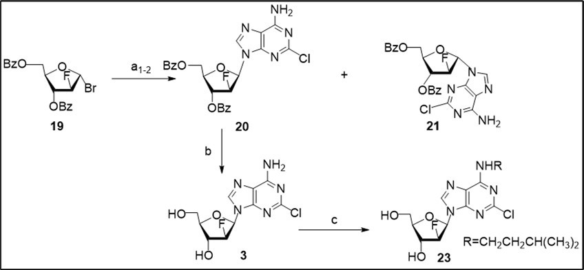 Synthesis of clofarabine 3 and its N6-alkylated analogue 23 from the glycosyl bromide 19. Reagents and conditions: a1) bromide 19, K-salt of 2-ClAde generated with t-BuOK in 1,2-DME in the presence of 1.6 equiv anhydrous KBr, CH3CN, rt, 18 h, 45-48% 20, 16%, 21; a2) bromide 19, K-salt of 2-ClAde generated with t-BuOK in 1,2-DME in the presence of 1.5 equiv anhydrous KBr, CH3CN/CH2Cl2 (2:1), rt, 55 h, 55% 20, 18% 21; b) 20, NH3/MeOH, rt, 78%; c) 3, t-BuOK, DMSO, (CH3)2CHCH2CH2OMs (22), 89-90 0C, 90 min, 23, 73% taking into account of recovery of the starting nucleoside.