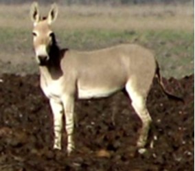 Equus africanus soma lienisis
