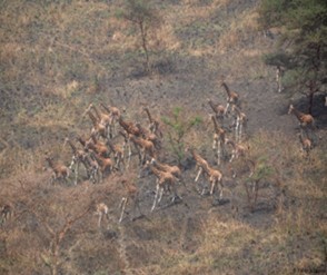 Giraffa camelopardalis