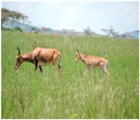 Alcelaphus buselaphus