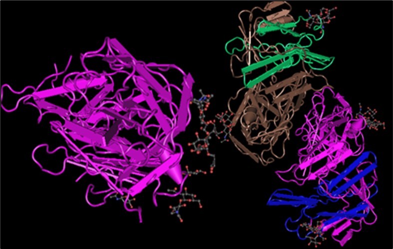 Calliphora romantic proteolytic enzyme