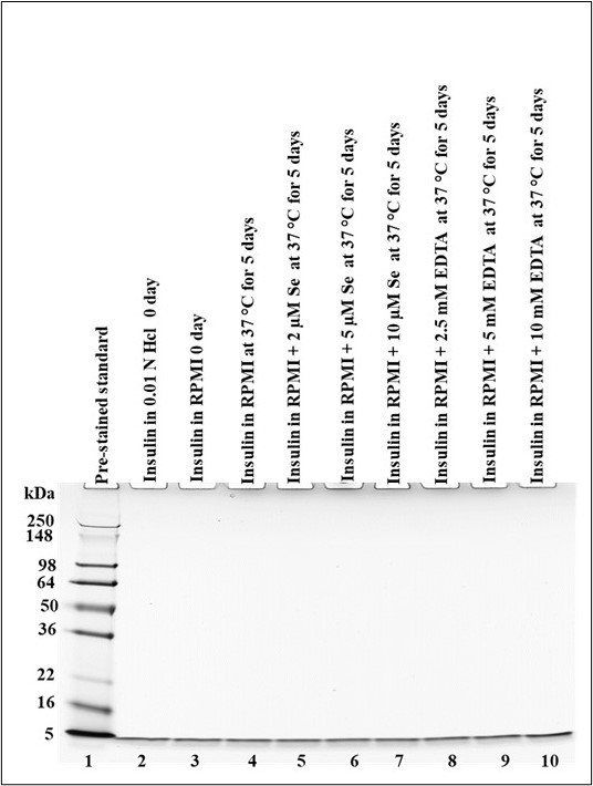 Effect of EDTA and Se on the stability of insulin in RPMI medium. Different concentrations of Se and EDTA were used for preparing insulin in RPMI medium in separate vials, and each sample vial was incubated at 37 °C for 5 days. Tris-glycine SDS 16% gel was used in SDS-PAGE to analyze the stability of the insulin under non-reduced conditions, and SimplyBlueTM Safe Stain was used for staining. Three different experiments were carried out.