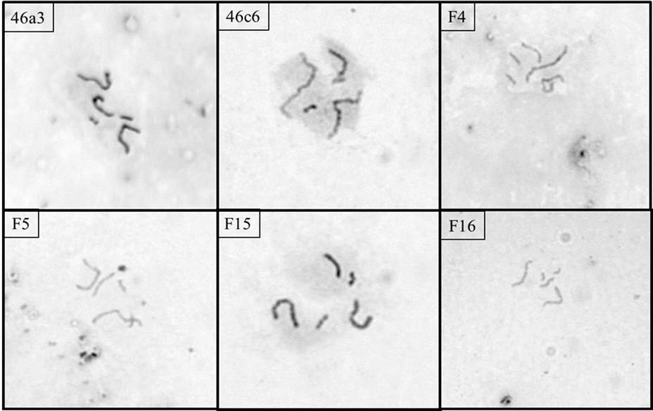 Representative metaphase spread of the six strains of D. giganteum confirming the modal number to be 5.