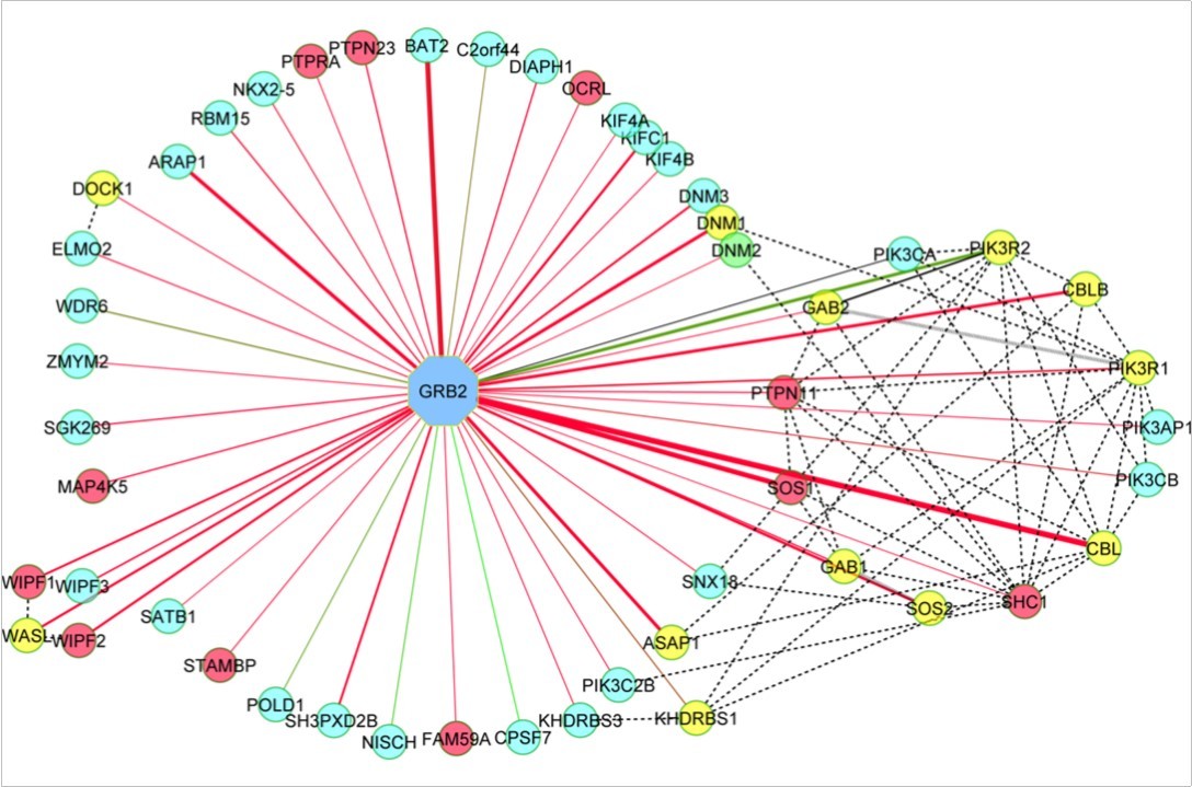 GRB2 complex purification and analysis. Protein interaction network of GRB2 complex using Cytoscape. Z-score and TSC are represented by line color and thickness, respectively. The fill color indicates novel or known GRB2 interactors as designated. Dashed lines represent known interactions between GRB2 interactors.