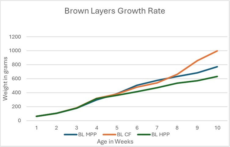 Brown layer weekly weight gain