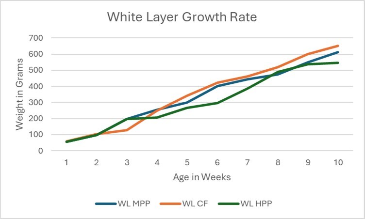 white layer weekly growth rate