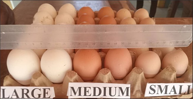 eggs from CF (Large), MPP (Medium) and HPP (Small)