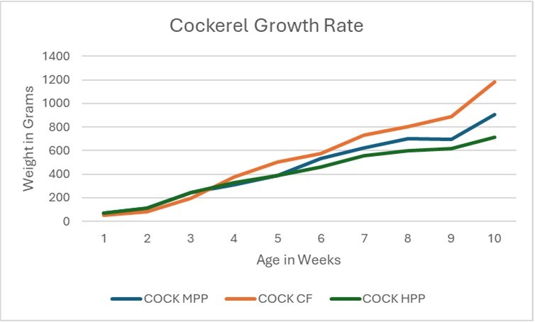 cockerel’s weekly growth rate