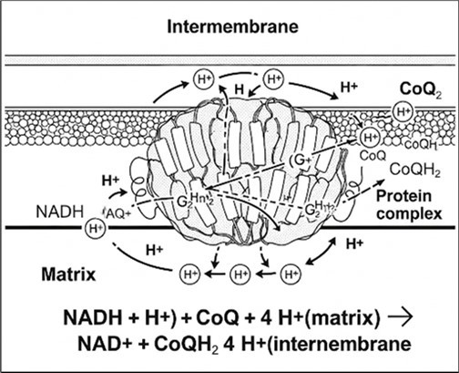Schematic Diagram of Complex I.