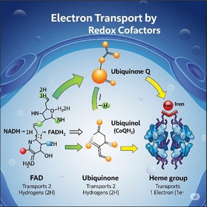 Electron transport by redox cofactors.