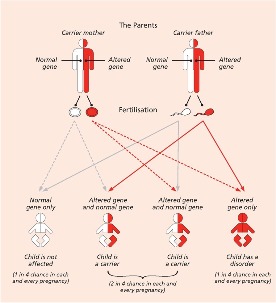 Diagram to show a pattern of genetic inheritance for SCD (Source: Sickle Cell Foundation of Minnesota, 2025).