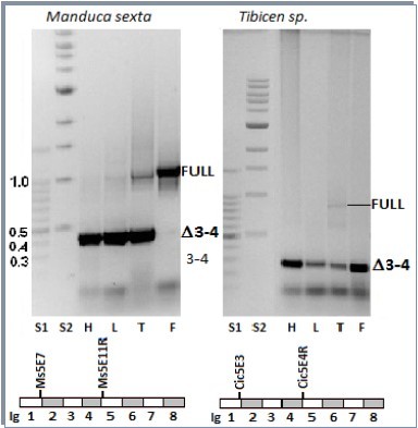 The N8Ig region undergoes alternative splicing. RT-PCR were run with RNA extracted from different body parts using primers located in Ig 1 and Ig5 as indicated on the diagram below the electrophoresis figures. Short range and long range DNA ladders are in lanes one and two. H = head, L = leg, T = thorax and F = flight. The presence of a shorter product is denoted as Δ3-4 in all samples whereas FULL indicates the amplification product for the complete Ig1-Ig5 segment.