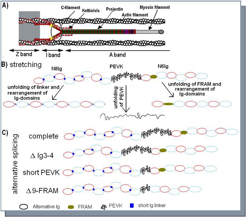 Proposed model of projectin elasticity. A) Schematic of the muscle sarcomere indicating the proposed position of projectin and kettin/Sls as part of the C-filaments (modified from ref. 5). Projectin NH2-terminus would be spanning the I band extensible region. B) Proposed model for unfolding of different segments and rearrangement of Ig domains under stretch. C) Schematic of the shortening accomplished by the use of alternative variants. The existence of molecules combining all three splicing options is unknown.