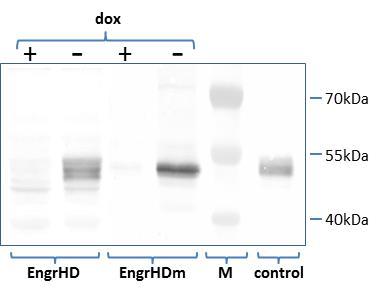 Doxycycline-dependent expression of EngrHD and EngrHDm in transformed 8505C cells. The production of the fusion proteins was analyzed in cell extracts from 8505C cells transformed with tTA-dependent EngrHD or EngrHDm expression constructs by Western blot using an antibody directed against the engrailed moeity of the proteins. An extract from COS-7 cells transiently expressing EngrHD 3 was used as positive control. M: size marker; +/-: presence/absence of doxycycline (“dox”) in the culture medium.