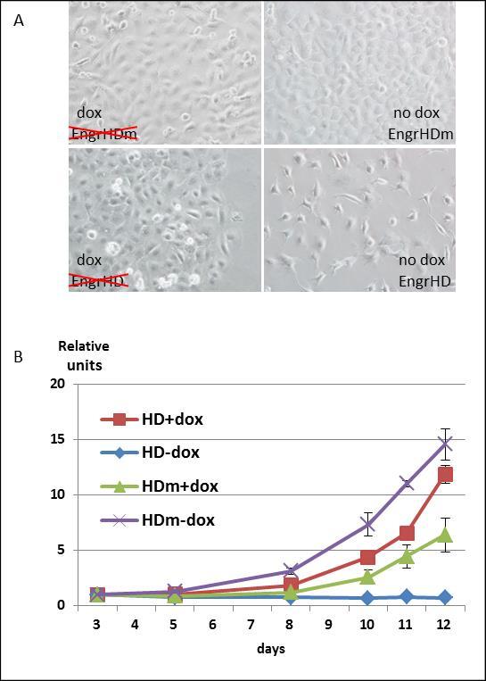 Part A: Microscopic examination of 8505C cells expressing or not the EngrHD(m) fusion protein (uncrossed/crossed). The pictures show 8505C cells transformed with tTA-dependent EngrHD or EngrHDm expression constructs maintained for 8 days in the presence or in the absence of doxycycline (“dox/no dox”) in the culture medium. Part B: Growth curves of 8505C cells expressing or not the EngrHD(m) fusion protein. The graphs show the evolution of the amounts of DNA contained in dish-attached 8505C cells transformed with tTA-dependent EngrHD (“HD”) or EngrHDm (“HDm”) expression constructs and maintained for increasing time lengths in the presence or in the absence (+/-) of doxycycline (“dox”) in the culture medium. The product of the O.D.260 value to the value of the O.D.260/O.D.280 ratio calculated at day 3 was set to one in each case. Data are displayed as mean value ± SD.