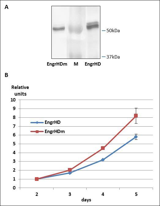 Part A: Expression of EngrHD and EngrHDm in transformed COS-7 cells. The constitutive production of the fusion proteins was analyzed in cell extracts from transformed COS-7 cells by Western blot using an antibody directed against the engrailed moeity of the proteins. M: size marker. Part B: Growth curves of COS-7 cells expressing EngrHD or EngrHDm fusion protein. The graphs show the evolution of the amounts of DNA contained in
dish-attached COS-7 cells expressing constitutively EngrHD or EngrHDm. The product of the O.D.260 value to the value of the O.D.260/O.D.280 ratio calculated at day 2 was set to one in each case. Data are displayed as mean value ± SD.