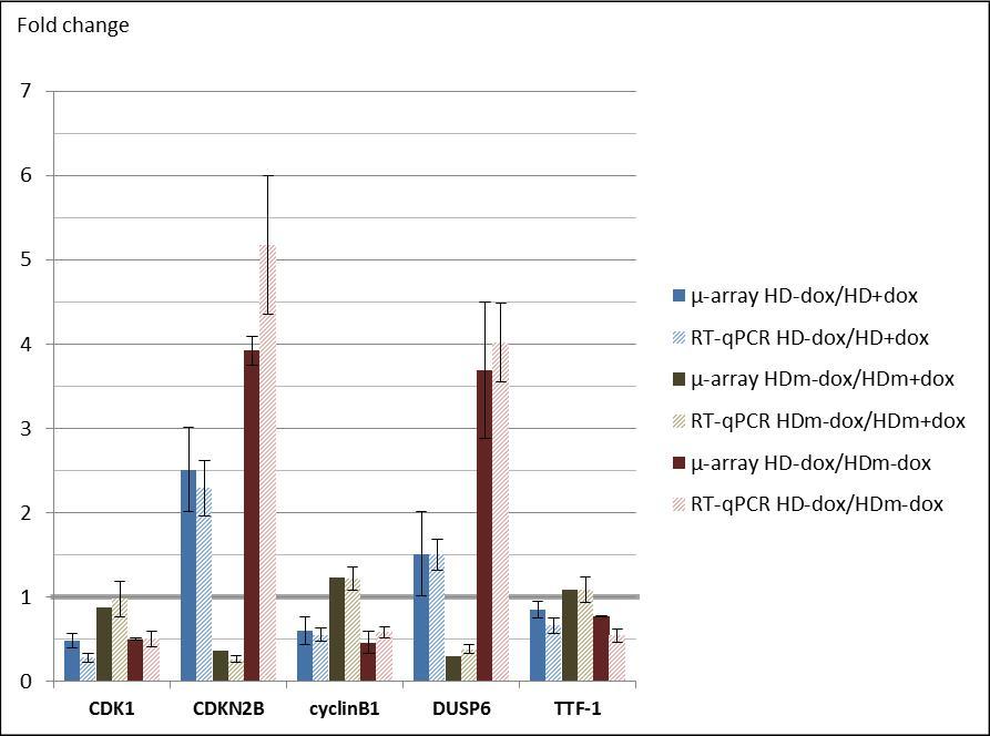 Microarray and quantitative RT-PCR data on CDK1, CDKN2B, cyclinB1, DUSP6 and TTF-1 gene expression in the transformed 8505C cells. The fold changes in mRNA concentrations are shown when comparing cells
expressing or not the TTF-1 antogonist EngrHD (“HD-dox/HD+dox”), when comparing cells expressing or not the control protein EngrHDm (“HDm-dox/HDm+dox”), and when comparing cells expressing EngrHD or EngrHDm (“HD-dox/HDm-dox”). Microarray data are displayed as mean value of duplicates ± half range and RT-qPCR data as mean value ± SEM.
