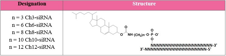 Conjugates of siRNA and cholesterol used in the study; n denotes linker length.