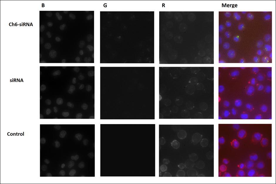 Accumulation Alexa 488-labeled siRNAs in K562 cells. The cells were incubated for 4 h with cholesterol-containing siRNA Ch6-siRNA. non-modified siRNA or without siRNA (control). Three-channel (BGR) pictures were obtained using staining by HCS NuclearMask Blue stain, staining DNA (B); Alexa 488, attached to cholesterol-modified and non-modified siRNAs (G) and CellMask Deep Red, staining plasma membranes (R).