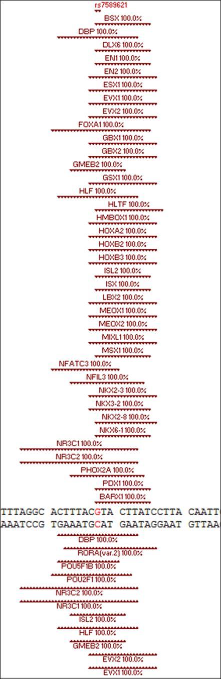 Double stranded DNA from the EPAS1 gene showing the potential TFBS for forty eight different TFs which can bind their respective DNA sequence either above (+) or below (-) the duplex (cf. Table 3). The rs7589621 rSNP common EPAS1-G allele is found in each of these TFBS. As shown, this rSNP is located in intron two of the EPAS1 gene. Also included with the potential TFBS is their % sequence homology to the duplex.