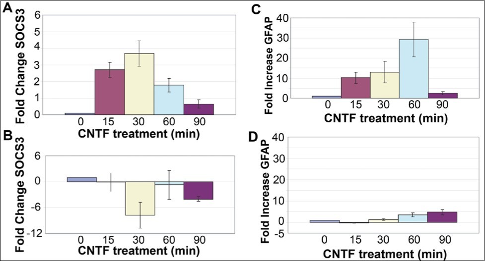 SOCS3 and GFAP transcripts are induced by CNTF treatment. (A) An increase in SOCS3 mRNA level in rMC-1 Müller cells was seen in response to treatment with CNTF, with a peak at 30min. (B) rMC-1 cells transfected with a dominant negative STAT3 mutant prior to stimulation with CNTF, results in no change in SOCS3 mRNA level in response to CNTF. GFAP is induced by CNTF treatment. (C) Increase in GFAP mRNA in rMC-1 Müller cells at 15, 30, 60, and 90 min in response to treatment with CNTF. (D) rMC-1 cells transfected with a dominant negative STAT3, mutant prior to stimulation with CNTF, show little GFAP mRNA induction in response to CNTF. The PCR primers used were: Socs3 (Forward) 5’-TACCC-TCCAGCATCTTTGTCGGAA-3', (Reverse) 5'-ATACTGGTCCAGGAACTCCCGAAT3'; Gfap (Forward) 5'-GGAAATTGCTGGAGGGCGAAGAAA-3', (Reverse) 5'-TGTGAGCCTGTATTGGGACAACT-3'; Gapdh (Forward) 5'-TGTGATGGG-TGTGAACCACGAGAA-3' and (Reverse) 5'-GAGCCCTTGCACAATGCCAAAGTT-3'.