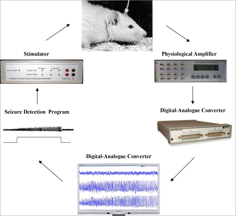 Schema of delivery of responsive stimulation in a closed-loop BCI (brain computer interface) system. EEG signal was at first obtained via implanted electrodes from rats, amplified, band-pass and notch filtered with a physiological amplifier (made by Electronic Research Group, Radboud University, Nijmegen), fed into Digital Analogue converter (DI-720), and was digitized on a PC. EEG signal was also fed into a seizure detection program 3 to detect seizures and trigger a stimulator to deliver responsive stimulation to rats in order to disrupt or modulate seizures.