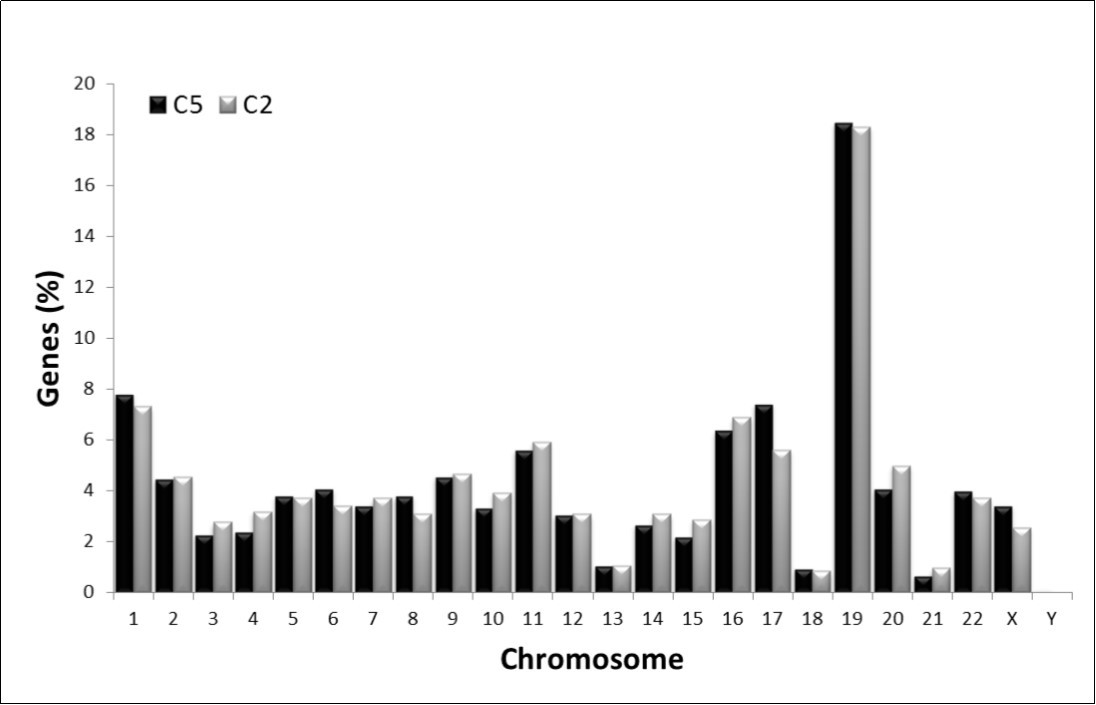 Observed chromosomal distribution of the C2 and C5 compositional categories of human genes. The amount of genes in each chromosome is represented as a percentage of the total number of genes fitting into C2 (grey) and C5 (black), respectively.