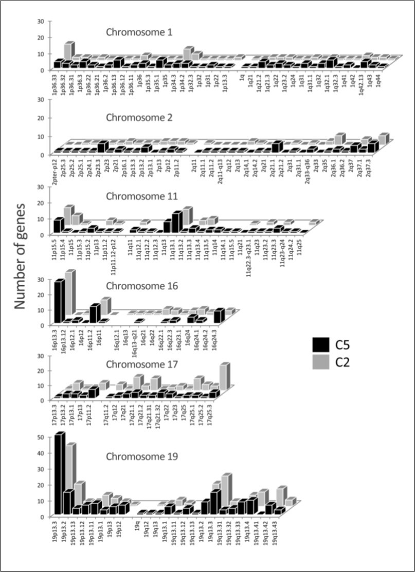 The amount of human genes found per chromosomal band. Number of genes from human clusters C2 (grey) and C5 (black) found in bands of human chromosomes 1, 2, 11, 16, 17 and 19.