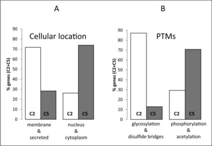 GO-annotation of genes fitting into human composon clusters C2 and C5 located in the chromosomal band 19p13.3. Differences observed in cellular locations (A) and PTMs patterns (B) in genes fitting into C2 (white) and C5 (grey). The percentages were calculated relative to the total amount of genes in C2 and C5.
