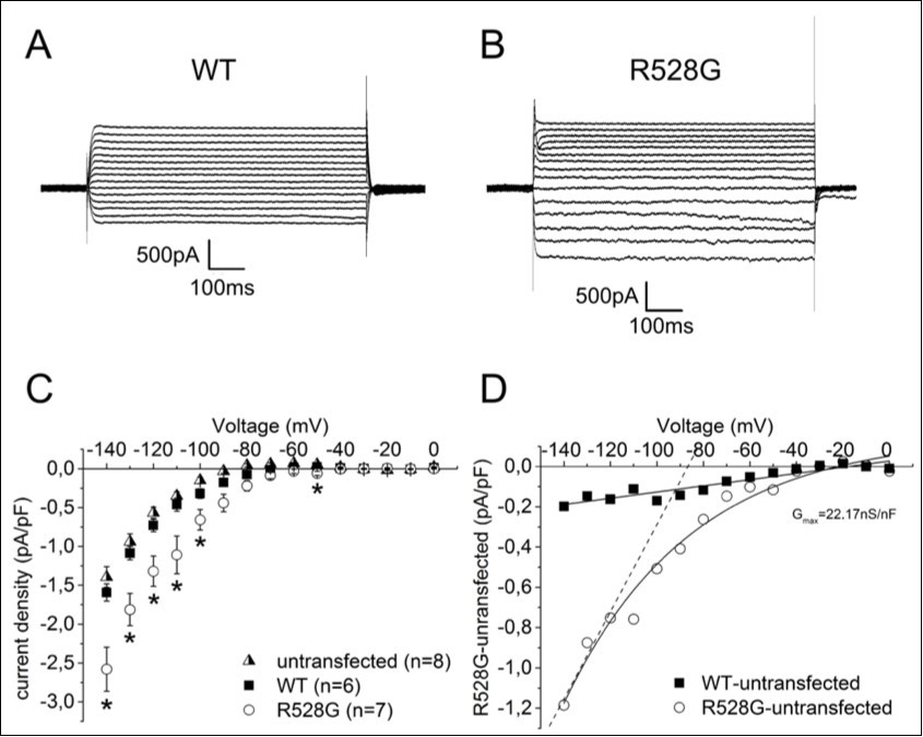 Omega currents of CaV1.1 in GLT myotubes. Original traces of guanidinium omega currents from heterologously expressed (A) wild-type and (B) R528G channels and their calculated current densities (C) with additional untransfected GLT myotubes with usual guanidinium solution. (D) Plot of WT minus untransfected vs. mutant minus untransfected from C, fitted with a linear or exponential function. Dashed line indicates a maximal conductance of 22.17nS/nF of the mutant. All error bars represent the mean ± SEM. The p values are *<0.05.