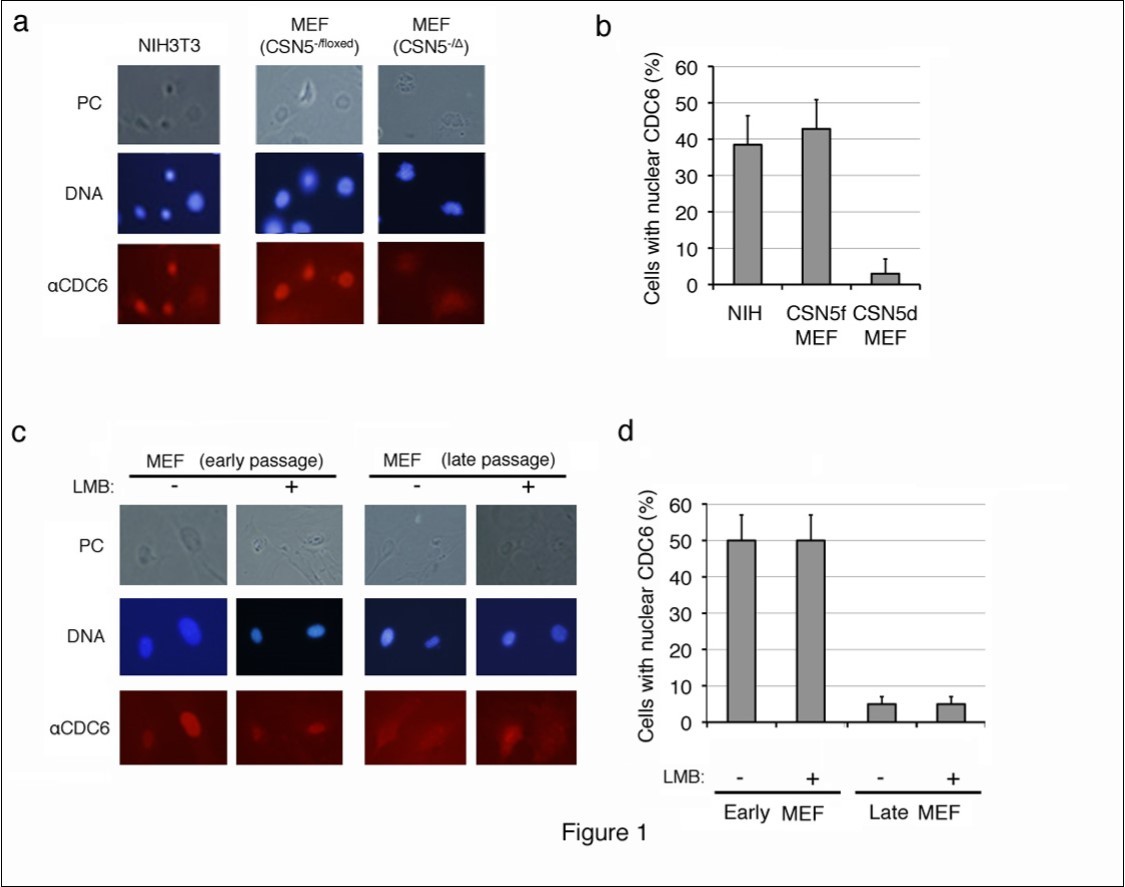 Subcellular localization of endogenous CDC6 in mouse fibroblasts before and after entering senescence. (a, b) Proliferating mouse NIH3T3 cells, and CSN5-/floxed MEFs before (CSN5-/floxed) and after (CSN5-/D) the treatment with CRE were fixed and stained with an antibody to mouse CDC6. Chromosomal DNA was visualized by staining with Hoechst 33342. (c, d) Wild-type MEFs cultured in vitro for less than 5 passages (early passage) and more than 10 passages (late passage) treated with (+) and without (-) leptomycin B (LMB) were fixed and stained as in panel a. Photos of phase contrast (PC) and fluorescence microscopy (DNA and aCDC6) (a, c) and the results of enumeration (b, d) are shown.