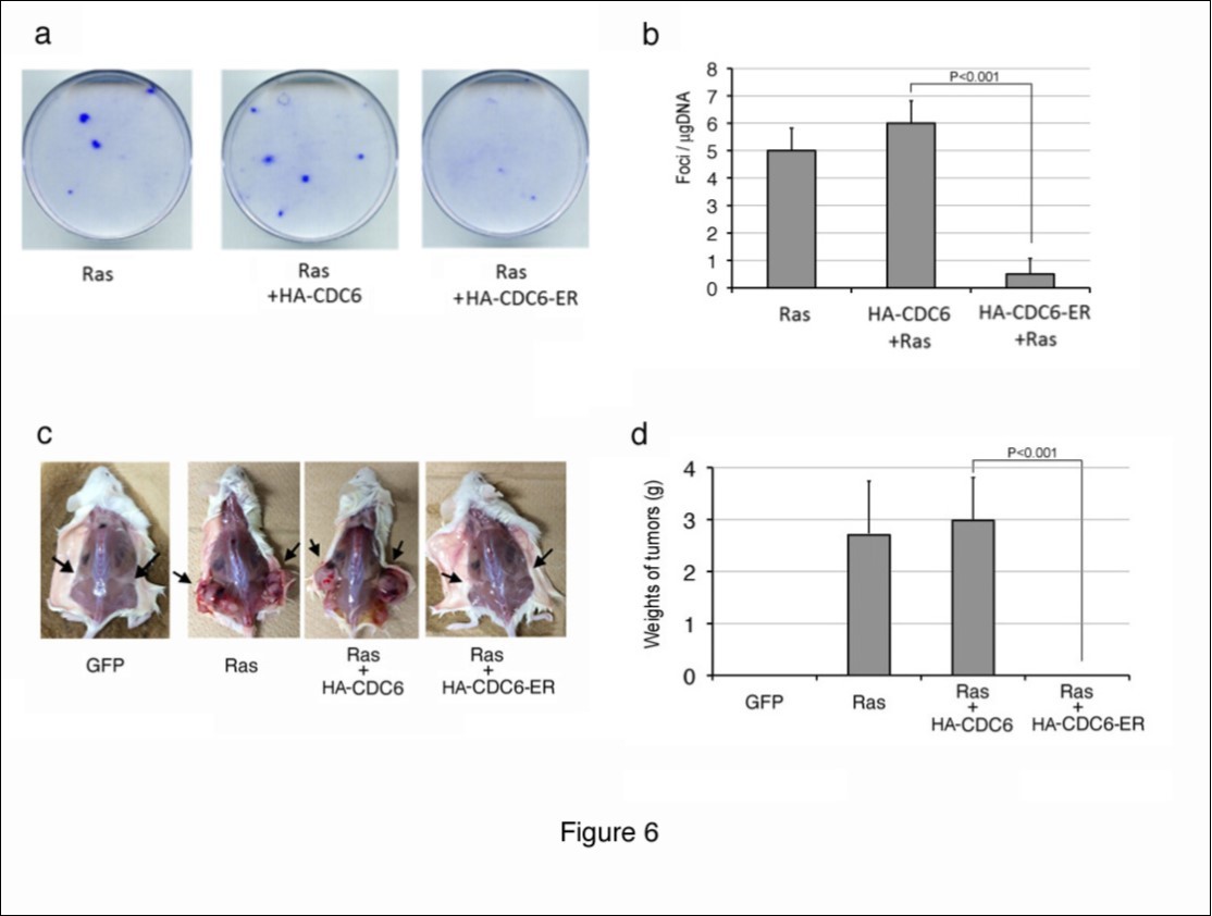 Cytoplasmic CDC6 suppressed focus and tumor formation by cells transformed using the activated ras oncogene. (a, b) NIH3T3 cells were transfected with a vector containing the active form of Ha-ras, together with HA-CDC6 and HA-CDC6-ER vectors. The resulting foci were fixed and stained with 0.1% crystal violet 2-3 weeks post-transfection. Photos of actual foci (a) and the results of enumeration (b) are shown. (c, d) NIH3T3 cells were transfected with active Ha-Ras and HA-CDC6/HA-CDC6-ER together with a GFP-neo marker plasmid. GFP-positive cells were enriched with a cell sorter and subcutaneously injected into NOD-SCID mice. After 2-3 weeks, mice were sacrificed and the sizes of tumors were measured. Photos of mice (a) and the results of measurements of tumors (b) are shown.