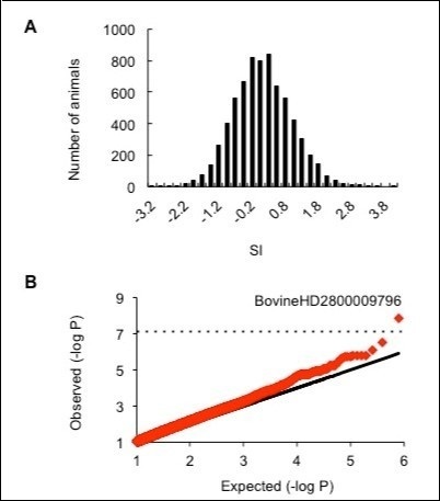 Fertility selection index (SI) is associated with SNP BovineHD2800009796. A. The distribution of SI values among 7,034 cows. B. A quantile-quantile plot of the GWAS for the SI. The equiangular line (black line) is included in the plot for reference purposes. The dashed horizontal line indicates the threshold for genome-wide significance (assuming a Bonferroni correction) for the 782,696 single nucleotide polymorphisms (SNPs) tested. BovineHD2800009796 is the SNP most significantly associated with the SI on a genome-wide level.