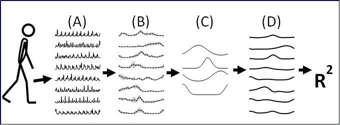 Classification procedure. Processed SEMG signals (A) were separated into time-normalized gait cycles (B), and coded as four synergistic patterns of muscle activity during the gait cycle (C). Signals were reconstructed (D), and the amount of information retained was evaluated by the statistic, R2.