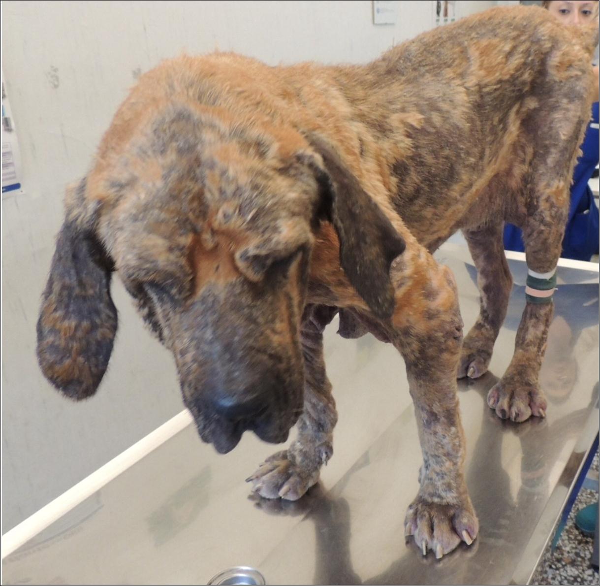 10-year-old female Fila Brasileiro with dermatlogic disorders: alopecia, erythema, erosions, ulcers and hyperpigmentation.
