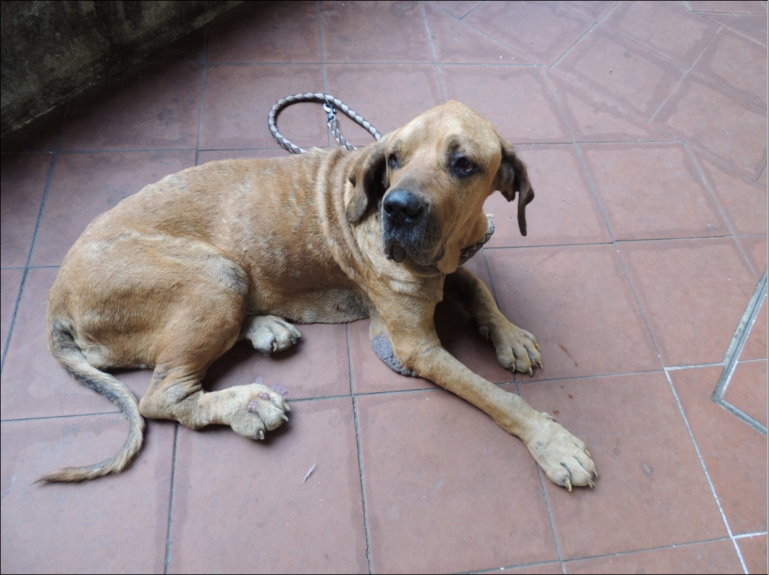 Dog improvement after one month of specific treatment.