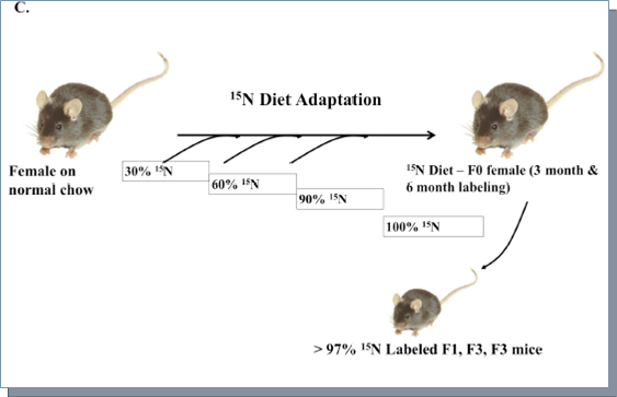 The adaptation scheme of the new metabolic labeling.