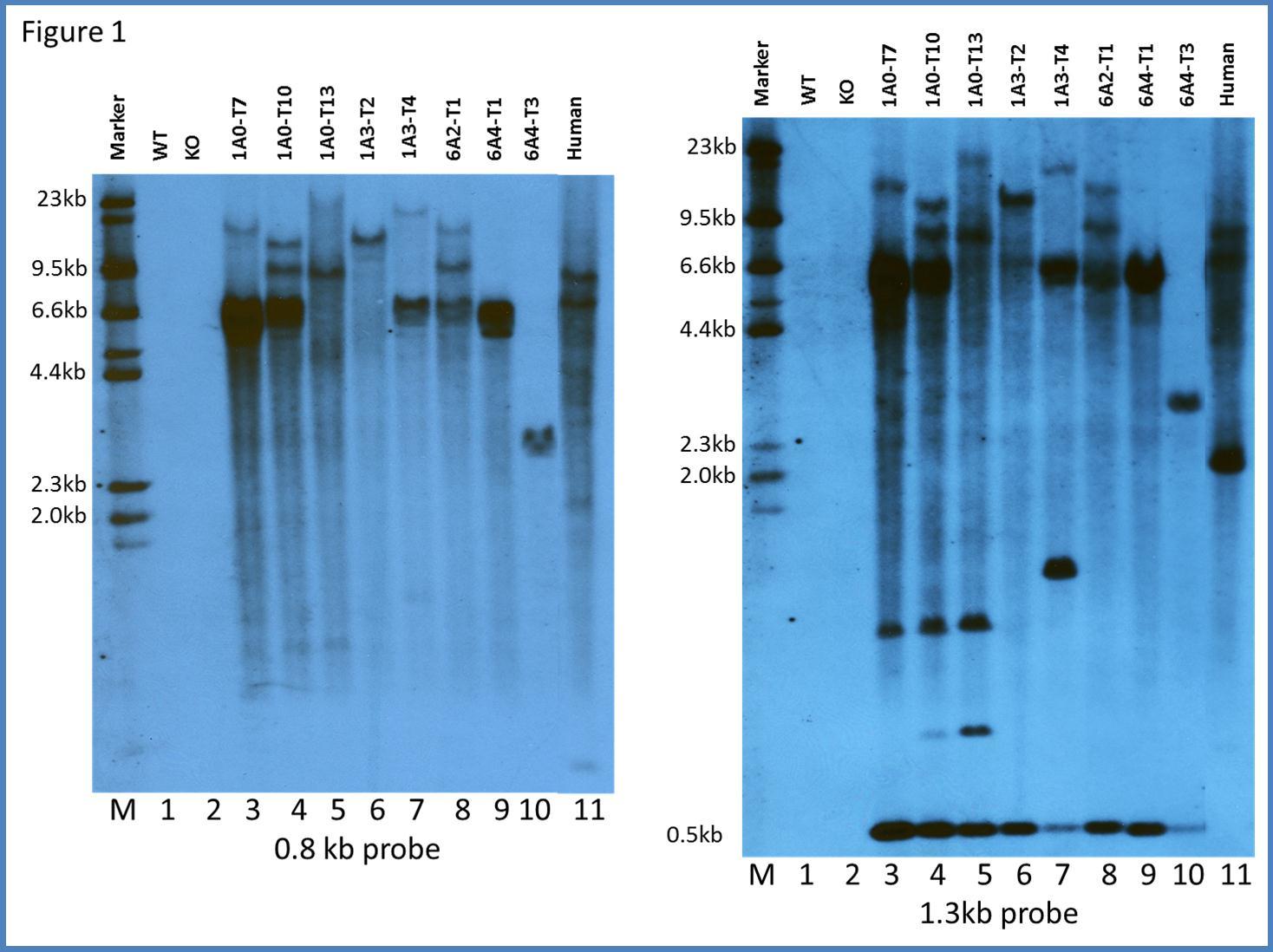 Southern Blot analysis of transgene integration in hSP-A1 and hSP-A2 TG mice. Genomic DNA was prepared from hSP-A TG, SP-A KO, and WT mice, as well as from human lung tissue. DNA samples were digested with EcoRI and subjected to agarose gel electrophoresis followed by Southern blot analysis. The hSP-A genes were detected with DIG-labeled DNA probes with sizes of 0.8kb (left panel) and 1.3kb (right panel), as described in Materials and Methods. The sequences of the probes are listed in Supplementary Table 1. The 0.8kb probe is located within the SP-A coding region (exons I-IV) and the corresponding sequence in the transgene does not contain an EcoRI restriction site. The 1.3kb probe contains the SP-A coding region (exons I-IV) plus a partial 3’UTR sequence, and the corresponding sequence in the transgene contains one EcoRI restriction site, that results in an additional 0.5kb band that is detected with this probe (lanes 3-10). DNA from both WT and KO was not detected with either probe (negative controls), confirming the absence of the transgene and lack of cross hybridization with non-SP-A sequence. Genomic DNA obtained from human lung tissue was used as a positive control (lane 11).