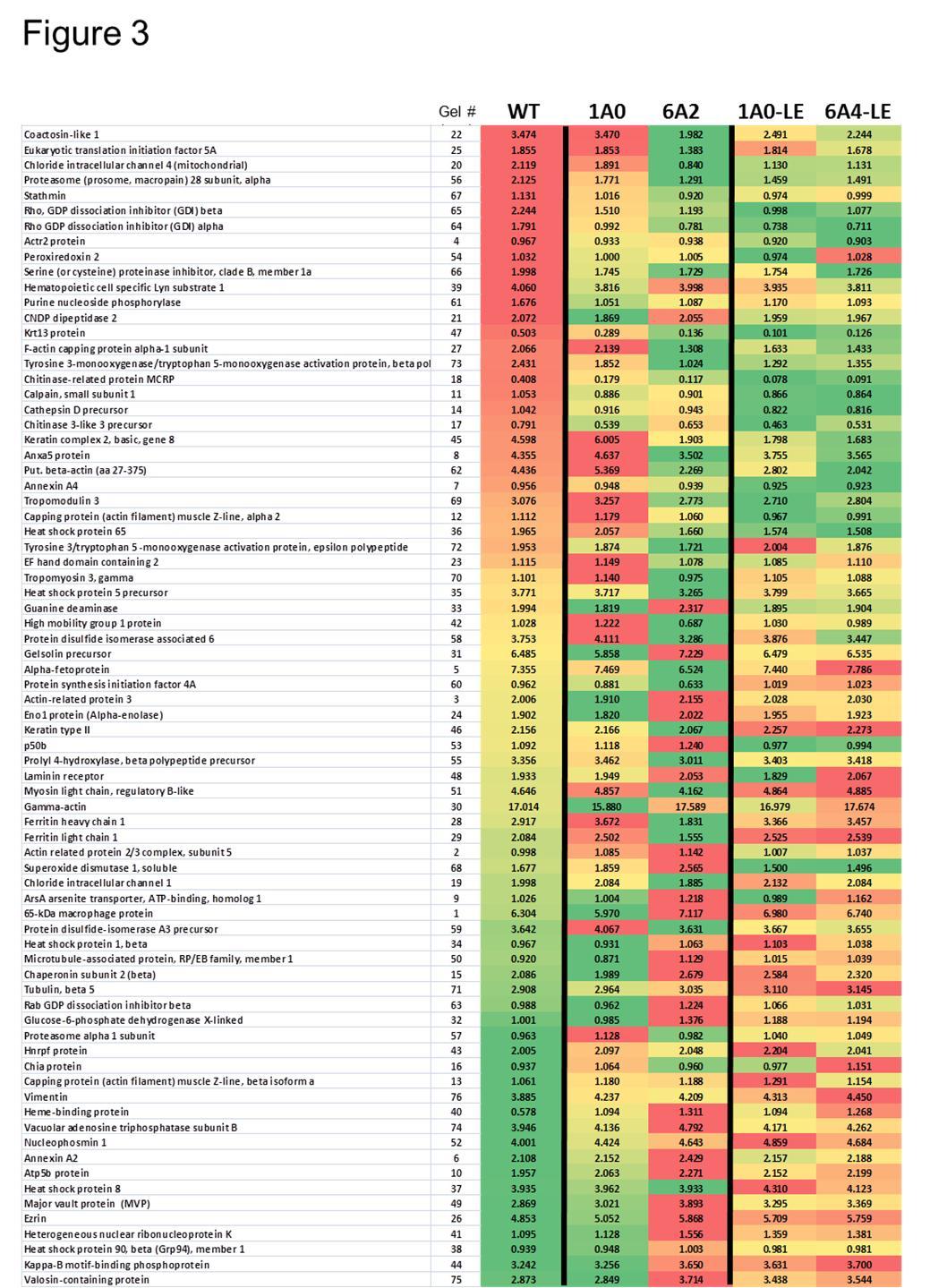 Heat map of all proteins. A heat map is shown for WT mice and all of the hTG lines used in this study. The protein order is arranged based on levels of expression in WT mice. Red bars have the highest levels, yellow are in the middle of the range, and green are lowest. Intermediate levels are colored with the appropriate shades. The column labeled “Gel#” indicates the number of a given protein in the reference gel (Supplementary Figure 3). The numbers in each bar indicate the average normalized volume for the spot/s representing each protein.