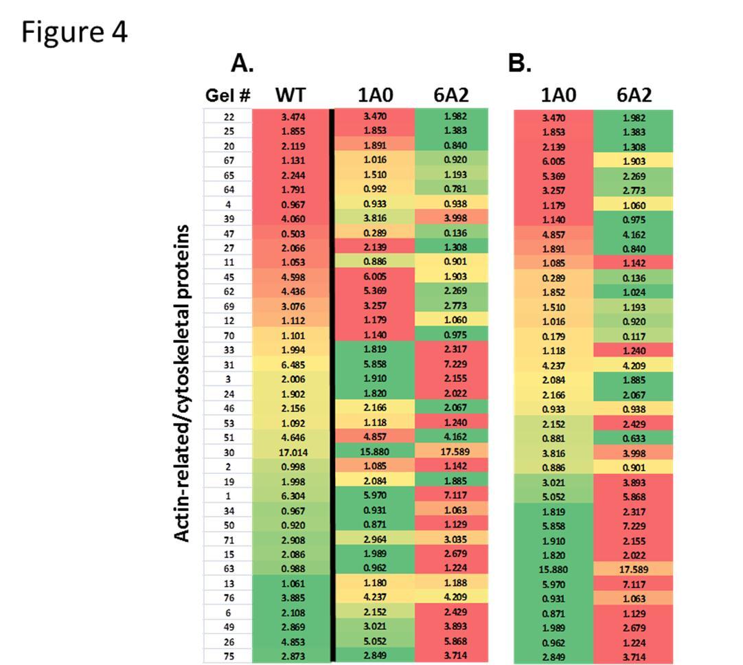 Heat map of actin-related/cytoskeletal proteins. Panel A depicts a heat map of the actin-related/cytoskeletal proteins expressed in WT, 1A0, and 6A2 mice stratified according to WT levels. Color scheme is as described in Figure 3. The column labeled “Gel #” refers to the numbers in Supplementary Figure 3. Panel B depicts the same group of proteins arranged according to levels of expression in 1A0 mice.