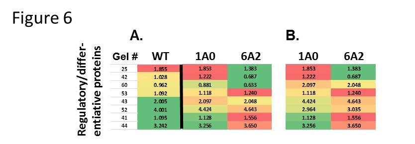 Heat map of regulatory/differentiative process proteins. Panel A depicts a heat map of the regulatory/differentiative proteins expressed in WT, 1A0, and 6A2 mice stratified according to WT levels. Color scheme is as described in Figure 3. The column labeled “Gel #” refers to the numbers in Supplementary Figure 3. Panel B depicts the same group of proteins arranged according to levels of expression in 1A0 mice.