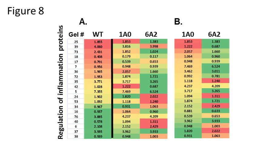 Heat map of regulation of inflammation proteins. Panel A depicts a heat map of the regulation of inflammation proteins expressed in WT, 1A0, and 6A2 mice stratified according to WT levels. Color scheme is as described in Figure 3. The column labeled “Gel #” refers to the numbers in Supplementary Figure 3. Panel B depicts the same group of proteins arranged according to levels of expression in 1A0 mice.