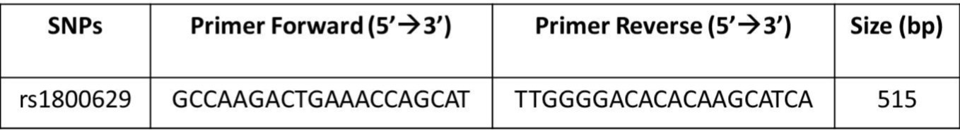 Characteristics of the primers and amplicon for 1 SNP in TNF-α gene
