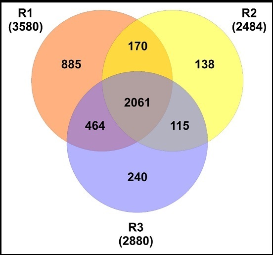 Venn diagram showing the numbers of unique and overlapping proteins identified between all biological replicates (R1, R2, and R3).