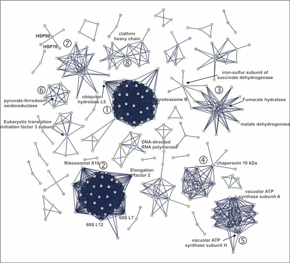 Protein-protein interaction networks of Perkinsus marinus proteome. STRING algorithm was used to build an interaction map among the proteins identified in all three biological replicates. Thicker lines denote interactions with score ≥ 0.980. (1) Ubiquitin-proteasome complex. (2) Ribosomal protein cluster. (3) Iron-sulfur/fumarate hydratase cluster. (4) T-complex protein-1 (chaperonin) cluster. (5) ATP synthase network. (6) Pyruvate ferredoxin. (7) Triosephosphate isomerase/phosphoglucose isomerase/enolase cluster and (8) Clathrin interactome.