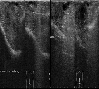 Ultrasonographic image of ovaries (a) and uterine horn (b) at the 9th day postpartum in female camels, the image illustrate normal ovarian structure with no ovarian cysts and the uterus showed normal uterine involution and no abnormal discharges.