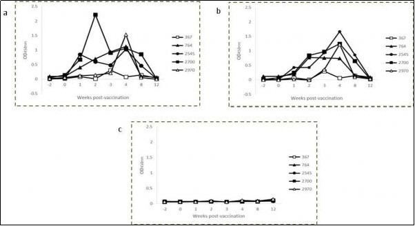 Kinetics of IFN-γ production in avian (a) and bovine (b) PPD-stimulated and non-stimulate (c) whole blood cultures from individual calves vaccinated with BCG Phipps.