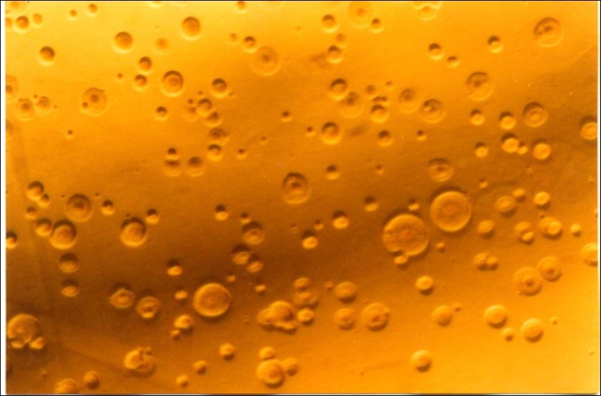 Colonial morphology of Mmm of recent field isolate grown on heart infusion agar after 3 days of incubation (×40).