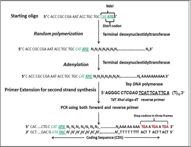 Schematic representation of Template Independent Synthesis of Nucleic Acids (TISNA).