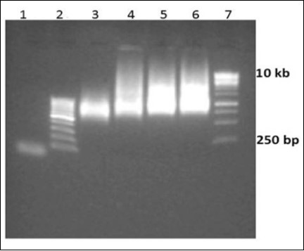 Optimization of library size with respect to time of incubation. Lane 1 initiation oligo F1, Lane 2 100 bp ladder, Lane 3-6 Reactions were incubated for 3, 6, 12 and 24 h respectively, Lane 7 1 kbp ladder